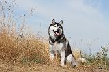 SIBERIAN HUSKY 066
